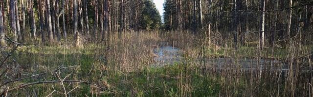 Министерство согласилось не заболачивать леса в Пярнумаа до заключения экспертов