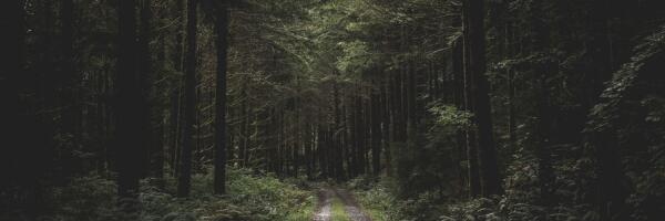 Спасатели помогли выбраться из леса нескольким людям