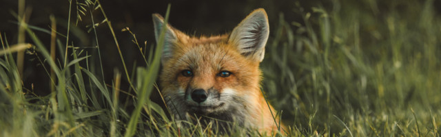 На острове Хийумаа обнаружена заболевшая чумой собак лисица