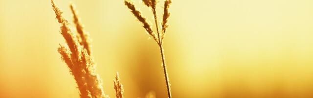 Прогноз погоды до конца июля: жарко и дождливо