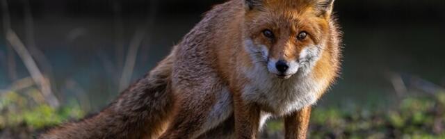 В Южной Эстонии в течение наскольких месяцев были выявлены три случая чумы собак