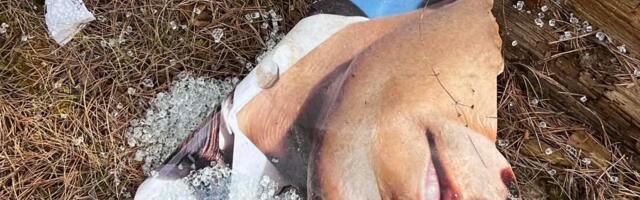 На Тропе мудрости в курортном Нарва-Йыэсуу повреждены 5 стендов