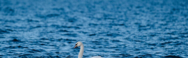 Берег Лахемаа загрязнен мазутом: к уборке подключились волонтеры, найдены обломки дронов