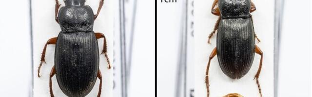 Список эстонских насекомых пополнился новым видом