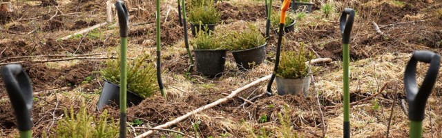 В государственном лесу начались осенние посадки леса