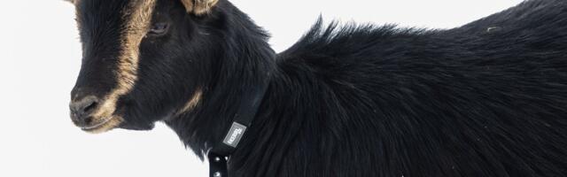 В Эстонии наконец запретят зоофилию. Да, только сейчас