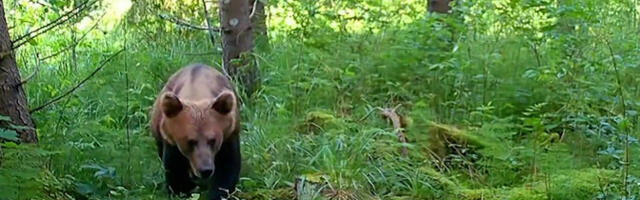 Жители Кохтла-Ярве все чаще встречают медведей в пригороде и даже на кладбище