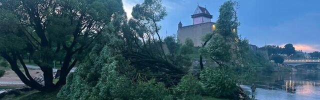 В Нарве приступили к ликвидации последствий бури
