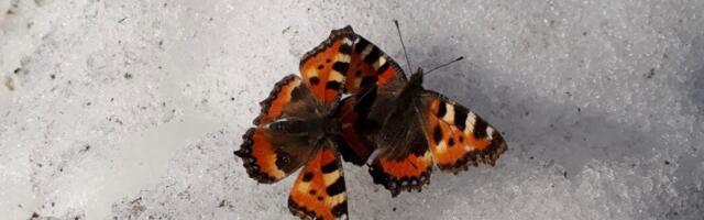 КОЛОНКА ОБОЗРЕВАТЕЛЯ ⟩ Иван Макаров: Держитесь за Эстонию обеими руками!