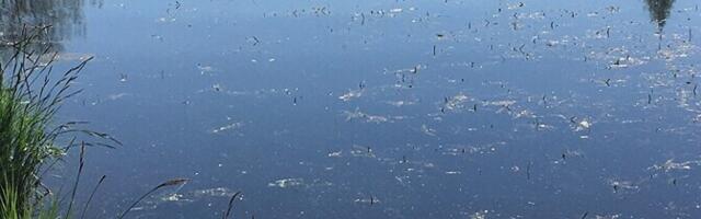 Волость Сетомаа пытается продать озеро, предлагая в качестве бонуса лес