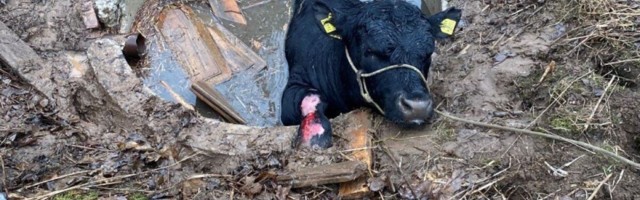 ФОТО | В Пярнумаа бык провалился в колодец. Чтобы его вытащить, понадобился трактор