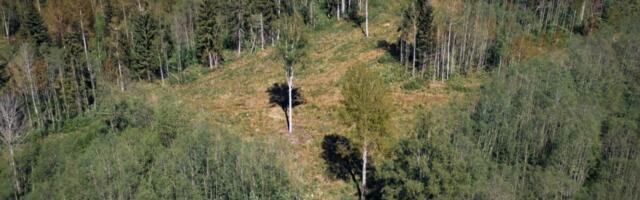 Линнамяэ вместе с партнерами заключил крупную сделку по покупке леса