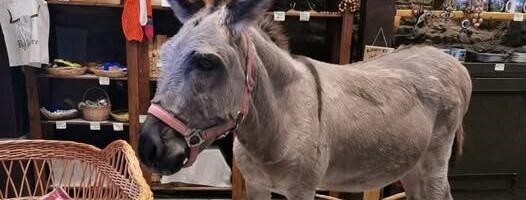 Невероятные требования туристов: выключите пение птиц и дайте номер телефона осла