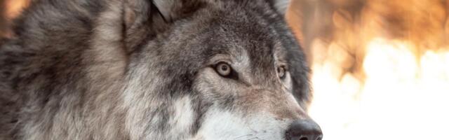 Стаи волков рыщут по швейцарским Альпам. Они нападают на скот, но убивать их запрещено