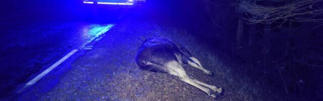 Более половины столкновений с дикими животными происходит осенью: как их избежать и что делать в случае ДТП?