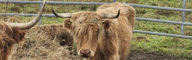 Обнаруженное в волости Кийли брошенное стадо коров придется умертвить