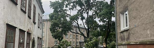 ФОТО И ВИДЕО | Поваленные деревья и опрокинутые знаки: на Эстонию обрушился шторм