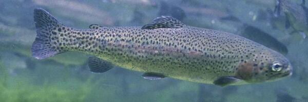 О чем пишет пресса: «подарок» для картелей, фермы для форели в Рижском заливе