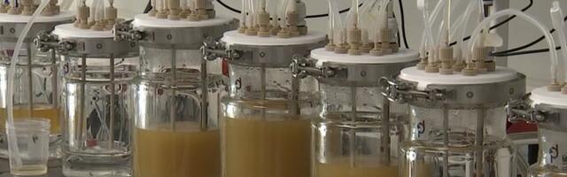 Эстонские ученые обзавелись симулятором кишечной микрофлоры человека