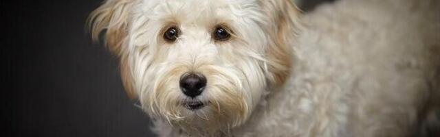 У собак смешанных пород поведенческие проблемы встречаются чаще, чем у чистопородных