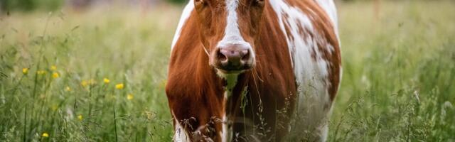 В Тартумаа спасатели вытащили провалившуюся в ил корову с помощью крана