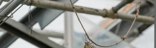 В павильоне Ласнамяэ Таллиннского дома искусства откроется групповая выставка "Под давлением"