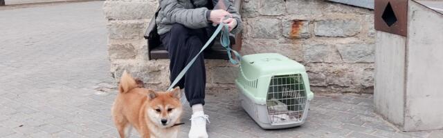 Жители Нарвы об инциденте с дроном: „Это нас не касается!“ 