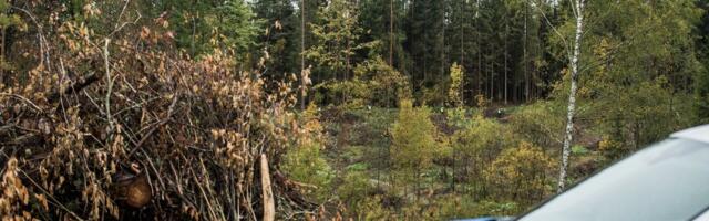 Полиция: с началом сезона грибов начались масштабные поиски людей в лесу