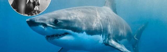 Валери Тейлор, дайвер, белые акулы, история