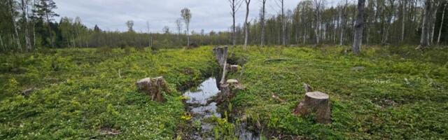 Эстонский проект должен был стать примером для Европы, но на деле только испортил природу