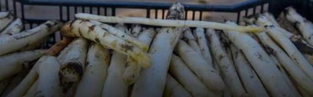 Фермеры в Нидерландах столкнулись с острой нехваткой сезонных рабочих