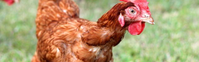 В Тарту обнаружен особо опасный штамм птичьего гриппа