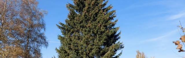 Рождественская елка прибудет в Тарту из Вырумаа уже 16 ноября