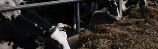 Банкротство E-Piim поставило малых производителей молока в тяжелое положение