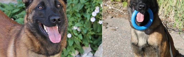 Штат полиции Ида-Вирумаа пополнился еще одним четвероногим сотрудником