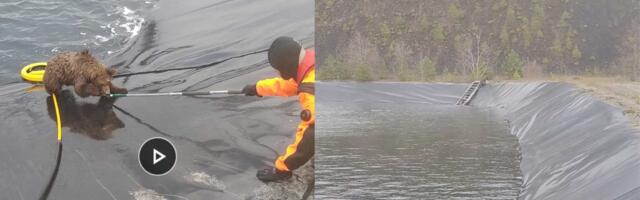 Ида-вируских медвежат из пруда спасли, но его берега снова могут стать ловушкой, и не только для животных