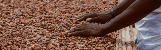 Цена на какао стремительно падает