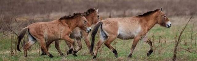 Чернобыльскую зону массово заселяют дикие животные