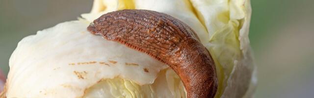 Департамент окружающей среды утвердил план по борьбе с инвазивными слизнями