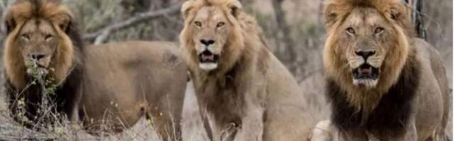 Трагедия в Safari World: львы растерзали смотрителя зоопарка в Бангкоке