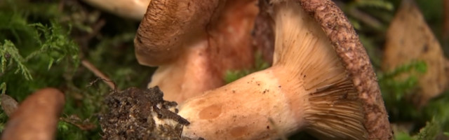 Тартуский дом природы рассказывает о грибах