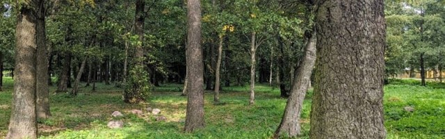 Природный парк в Пыхья-Таллинне станет суперсовременным
