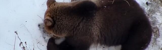ВИДЕО: под Тарту с дрона заметили проснувшегося от зимней спячки медведя