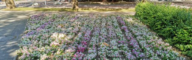 Ссылаясь на нехватку средств, горуправа Нарвы говорит, что в этом году ампельные вазоны останутся пустыми