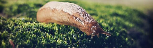 Борьбу с инвазивными слизнями нужно продолжать и осенью