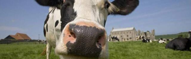 ИИ-ошейники для выпаса коров