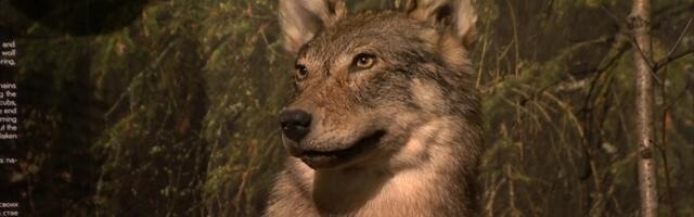 Эстонский музей природы готовится к переезду в Летную гавань