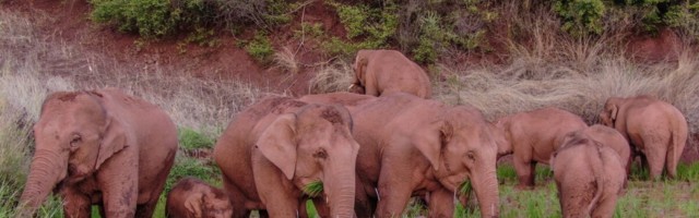 Слоны сбежали из заповедника и оставили после себя 500 километров разрушений