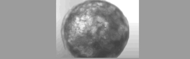 Ученые вырастили сердце из стволовых клеток