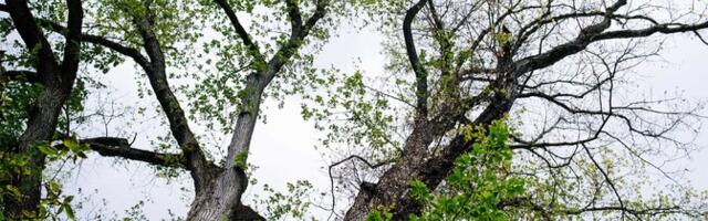 В среду переменная облачность, +16...+21